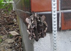 Phyllosphingia dissimilis