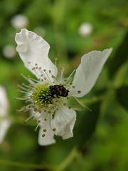 Glyptobaris lecontei