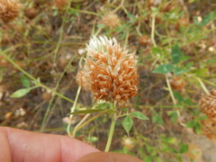 Trifolium vesiculosum