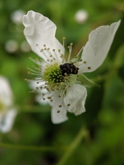 Glyptobaris lecontei