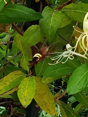 Amphion floridensis