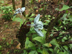 Ecbolium ligustrinum