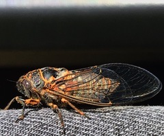 Clidophleps
