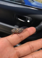 Clidophleps