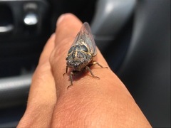 Clidophleps
