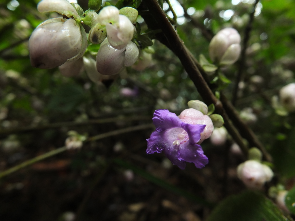 Strobilanthes heyneana