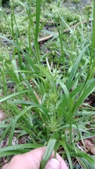 Carex folliculata