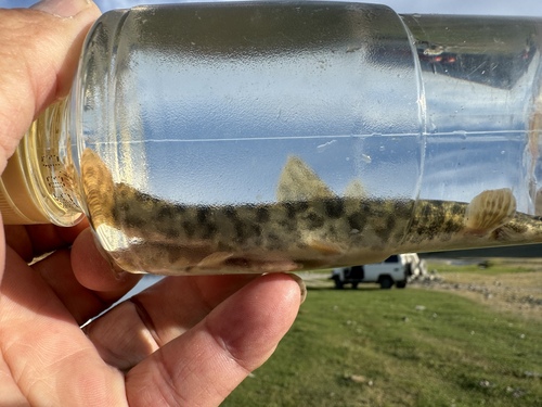 Stone loach (Barbatula toni) — Nemacheilidae — 4
