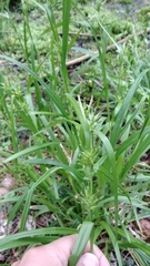 Carex folliculata