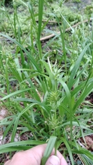 Carex folliculata