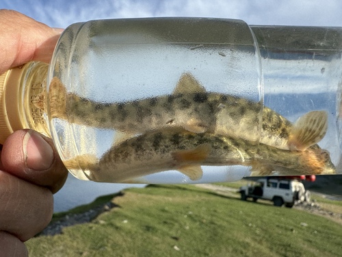 Siberian Stone Loach