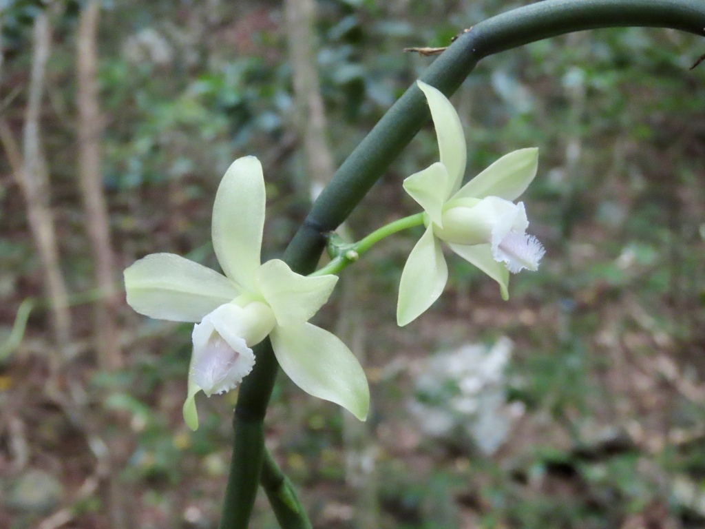 Vanilla aphylla