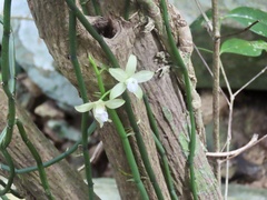 Vanilla aphylla, photograph (c) Toby Y, some rights reserved (CC BY)