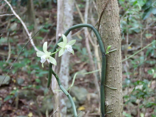 Vanilla aphylla, photograph 3