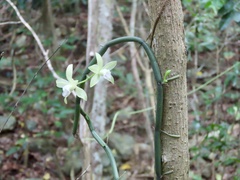 Vanilla aphylla, photograph (c) Toby Y, some rights reserved (CC BY)