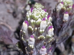 Castilleja exserta latifolia