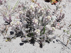 Castilleja exserta latifolia