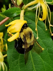 Bombus impatiens