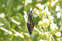 Thevenetimyia notata