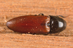 Ampedus pomorum