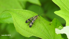 Panorpa coreana