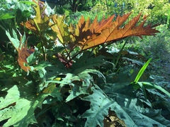 Rheum palmatum