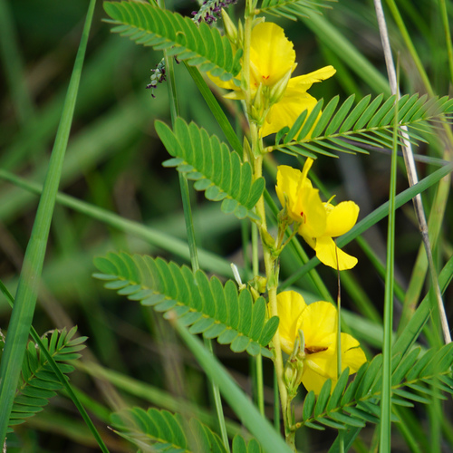 partridge pea (Chamaecrista fasciculata)