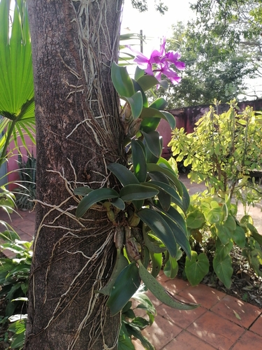 Foto de Rainha-do-norte