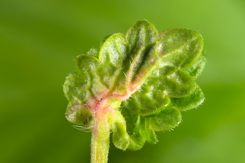 Dasineura glechomae