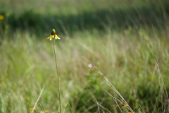 Rudbeckia texana