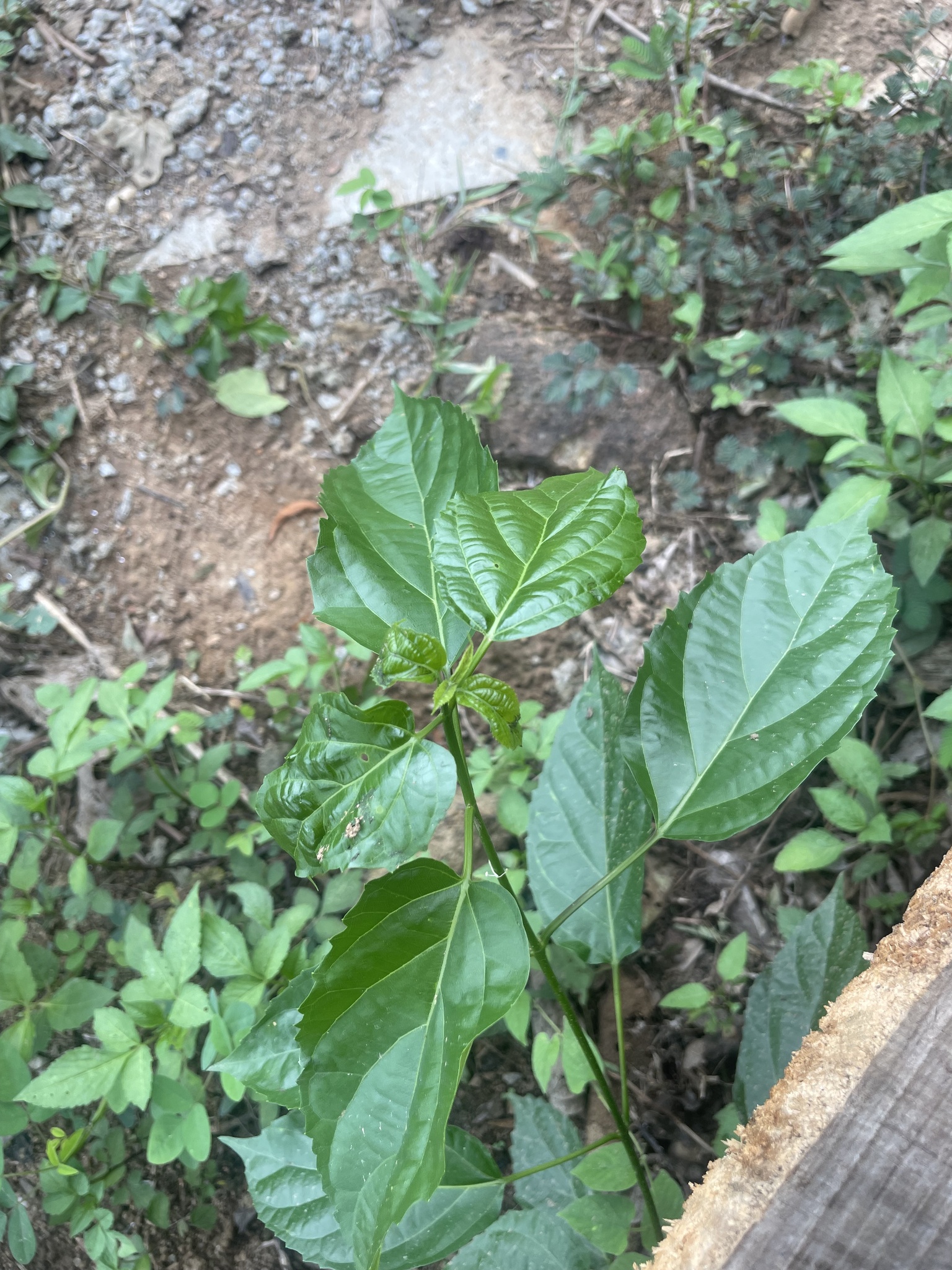Premna serratifolia — ảnh 3