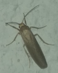 Eilema marcida