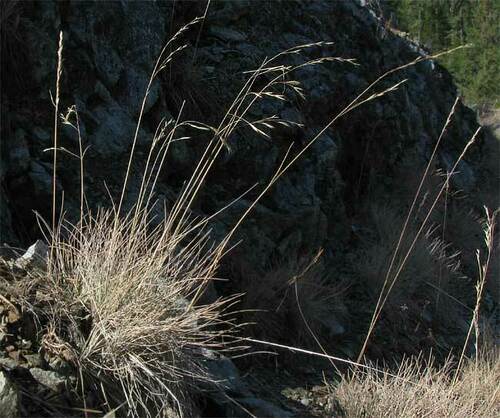 Festuca roemeri