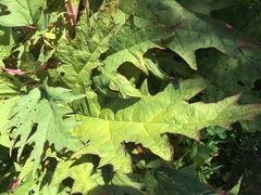 Rheum palmatum