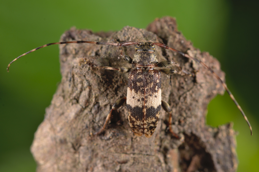 Leiopus nebulosus