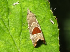 Notocelia uddmanniana