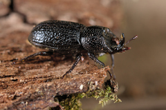 Sinodendron cylindricum