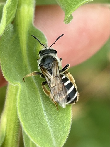 Orange-legged Furrow Bee
