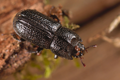 Sinodendron cylindricum