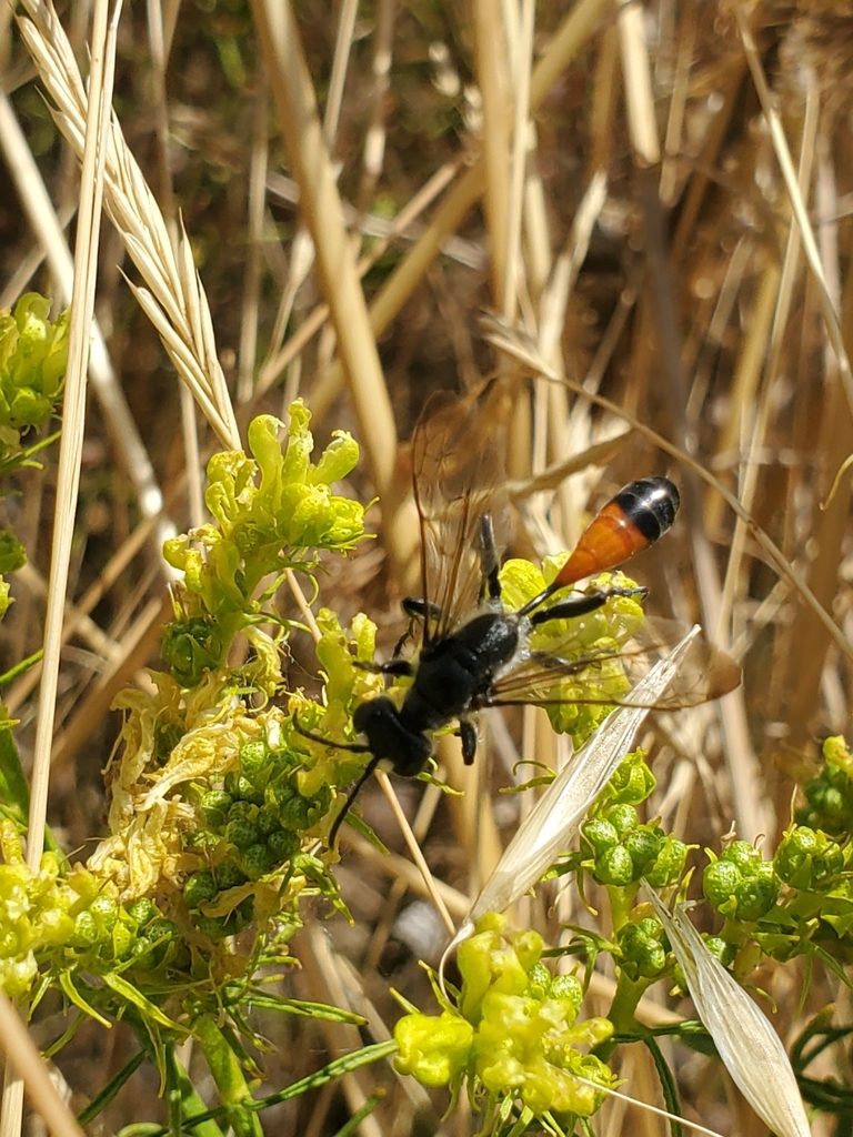 Isodontia splendidula