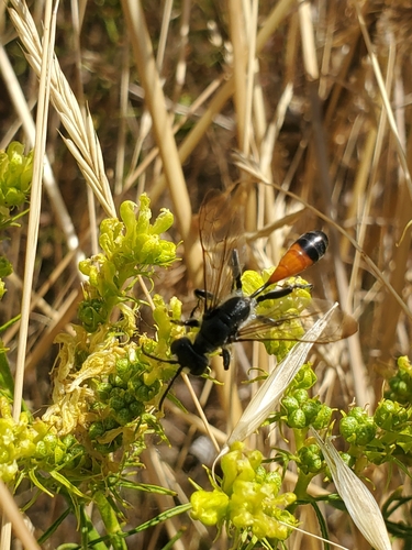 Isodontia splendidula
