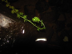 Utricularia intermedia