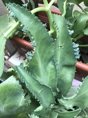 Kalanchoe