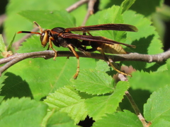 Polistes comanchus navajoe