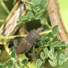 Leptoglossus brevirostris