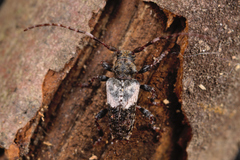 Pogonocherus hispidulus