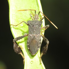 Leptoglossus brevirostris