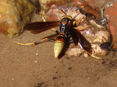 Polistes comanchus navajoe