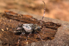 Pogonocherus hispidulus
