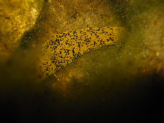 Haemopis